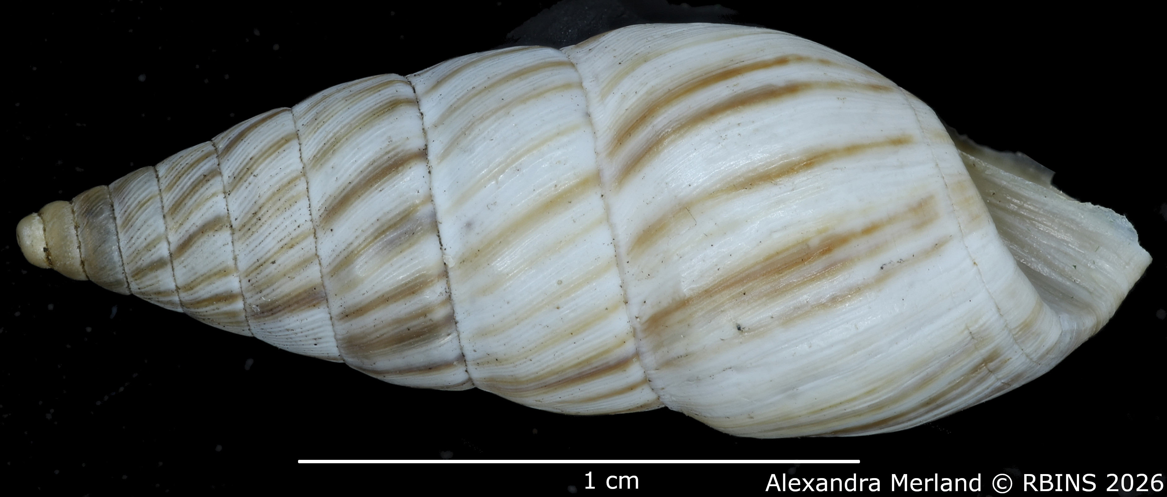 BE-RBINS-INV-MT-2368-Bulimulus-(Ataxus)-perforatus-pt-L.jpg