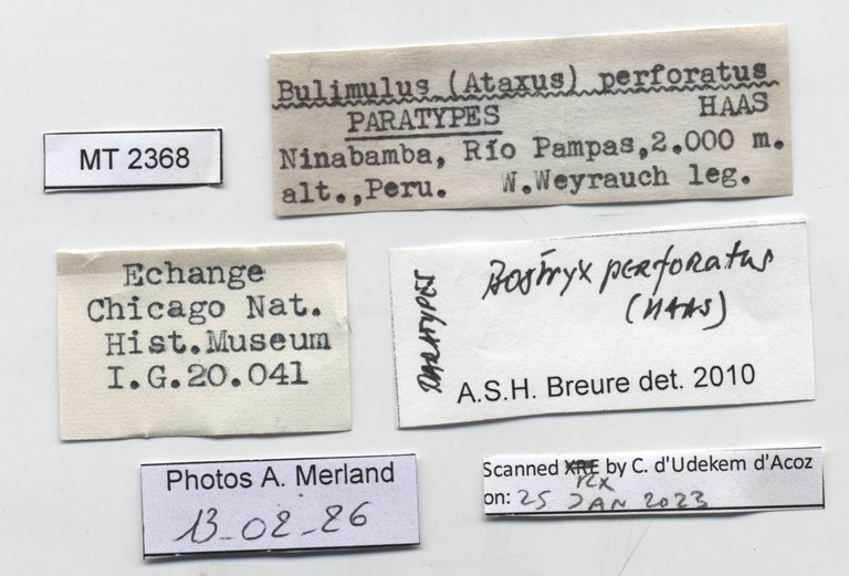 BE-RBINS-INV-MT-2368-Bulimulus-(Ataxus)-perforatus-pt-label.jpg