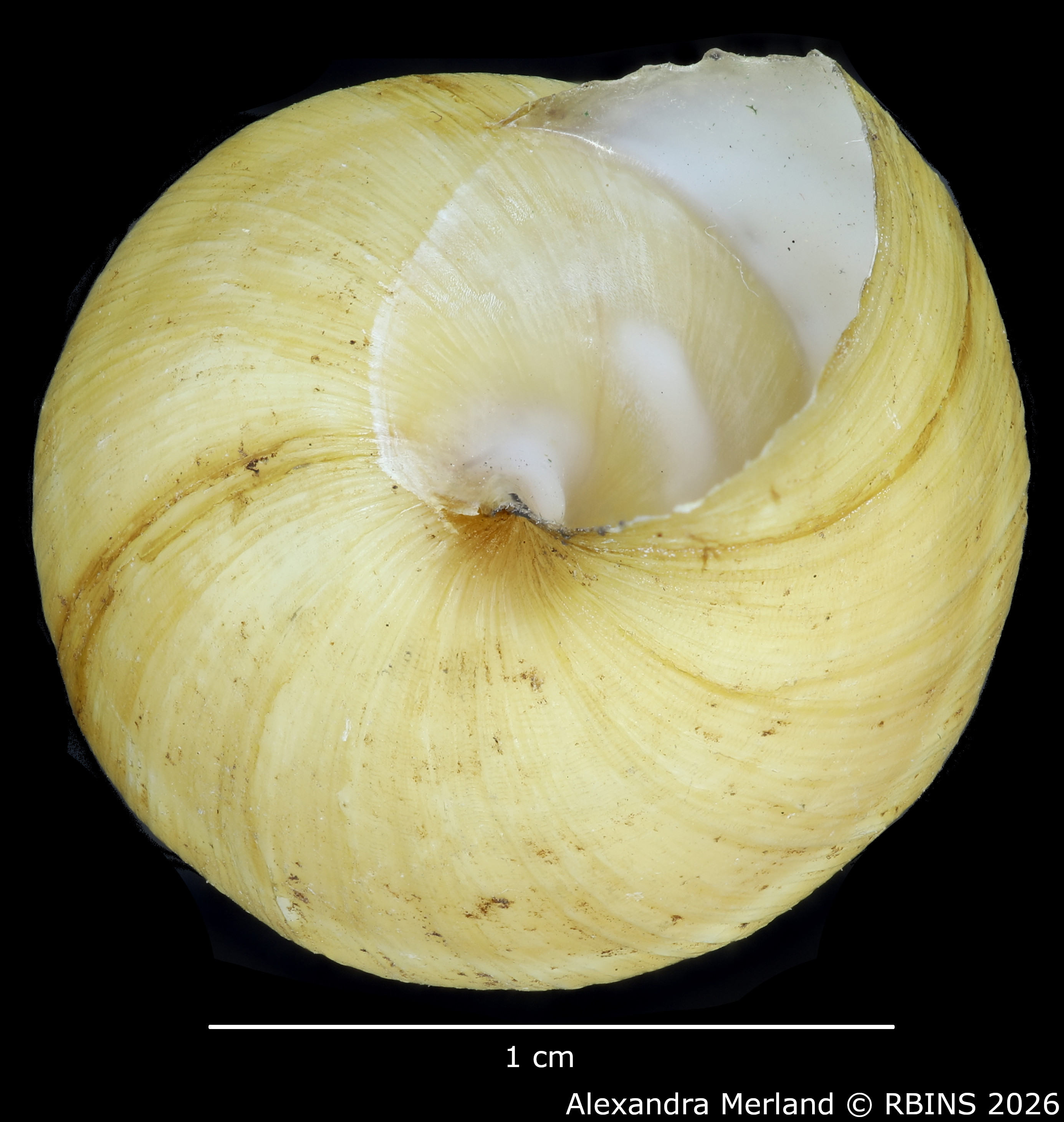 BE-RBINS-INV-MT-108-Bulimulus-gilderoyi-pt-Bottom.jpg