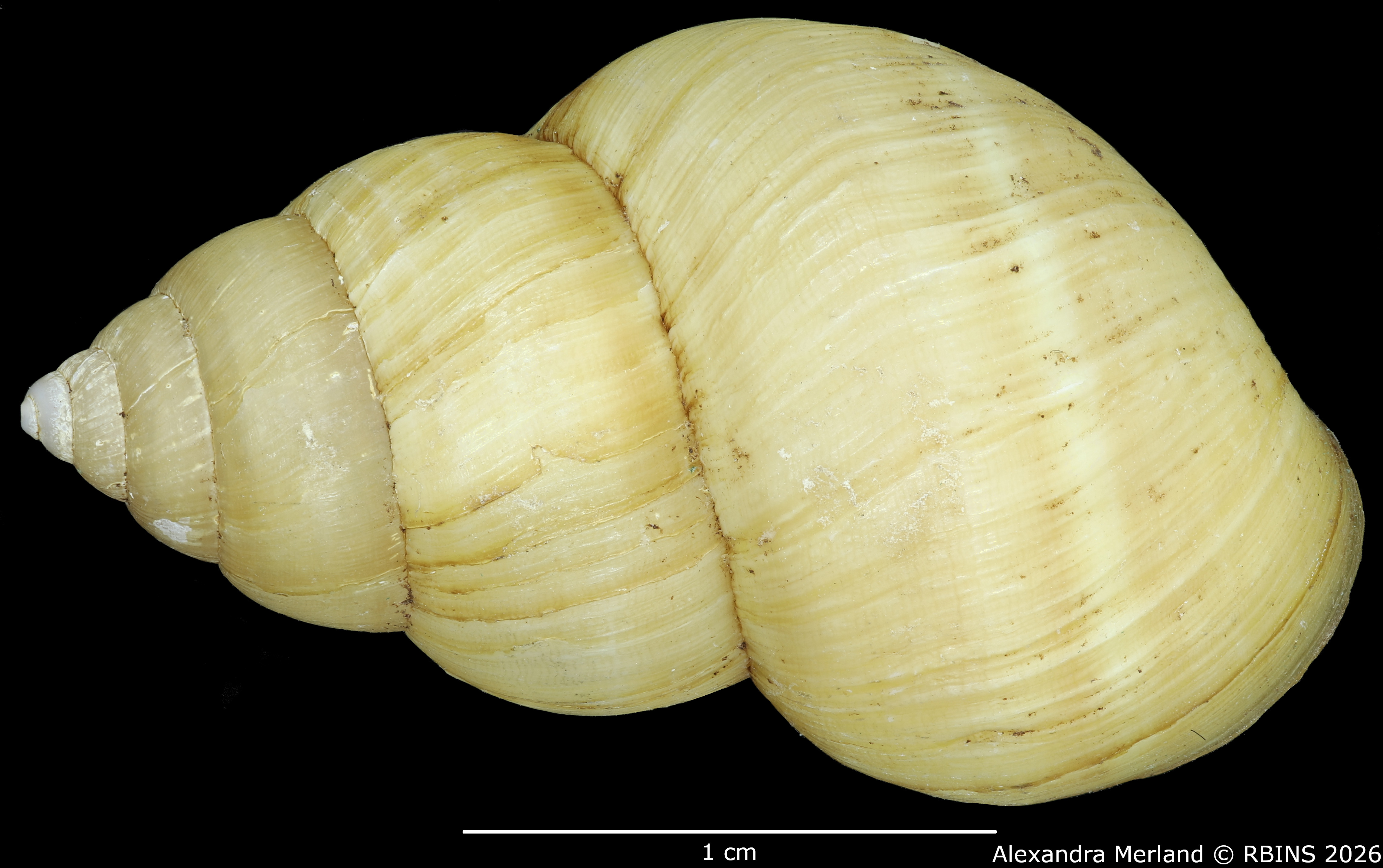 BE-RBINS-INV-MT-108-Bulimulus-gilderoyi-pt-D.jpg