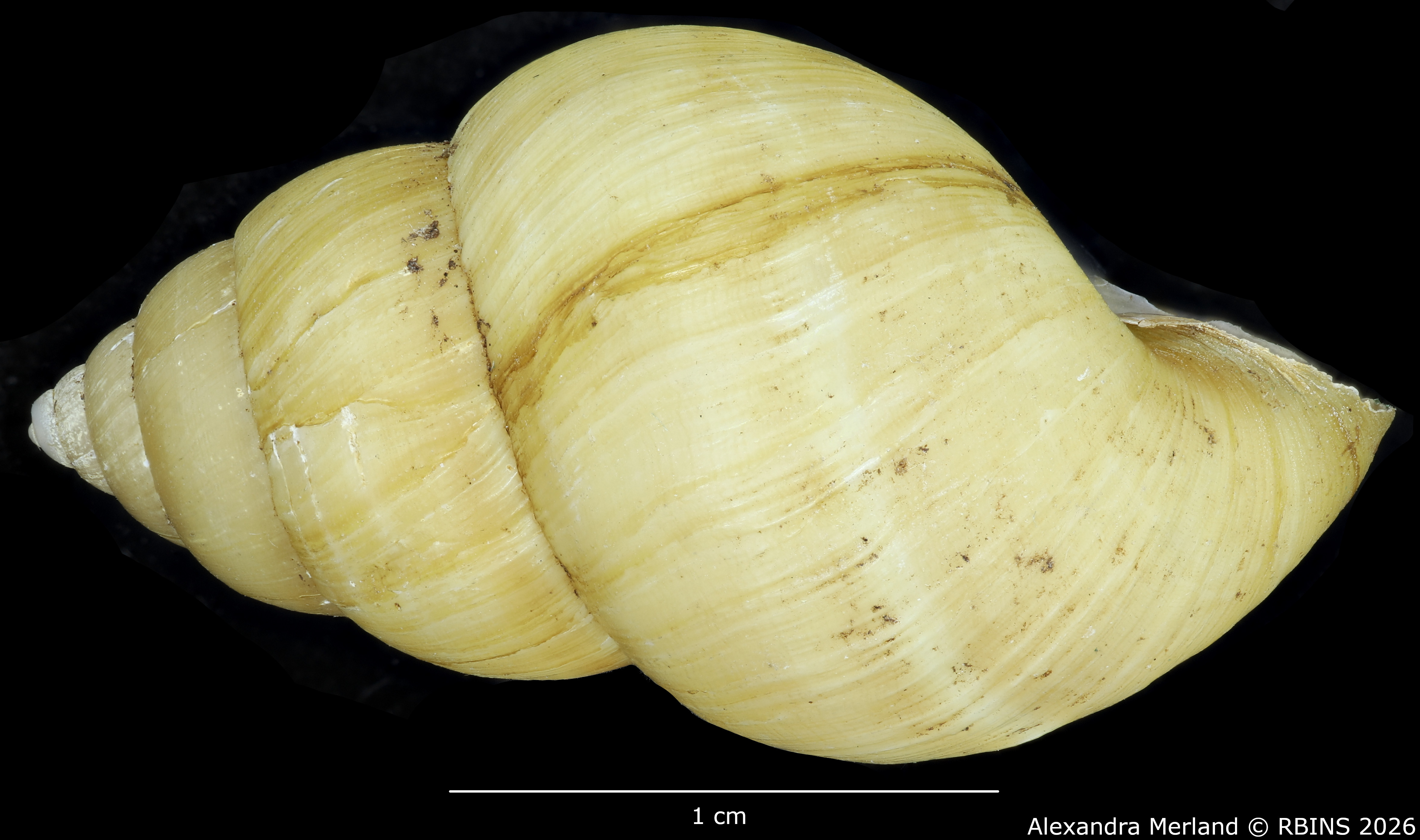 BE-RBINS-INV-MT-108-Bulimulus-gilderoyi-pt-L2.jpg