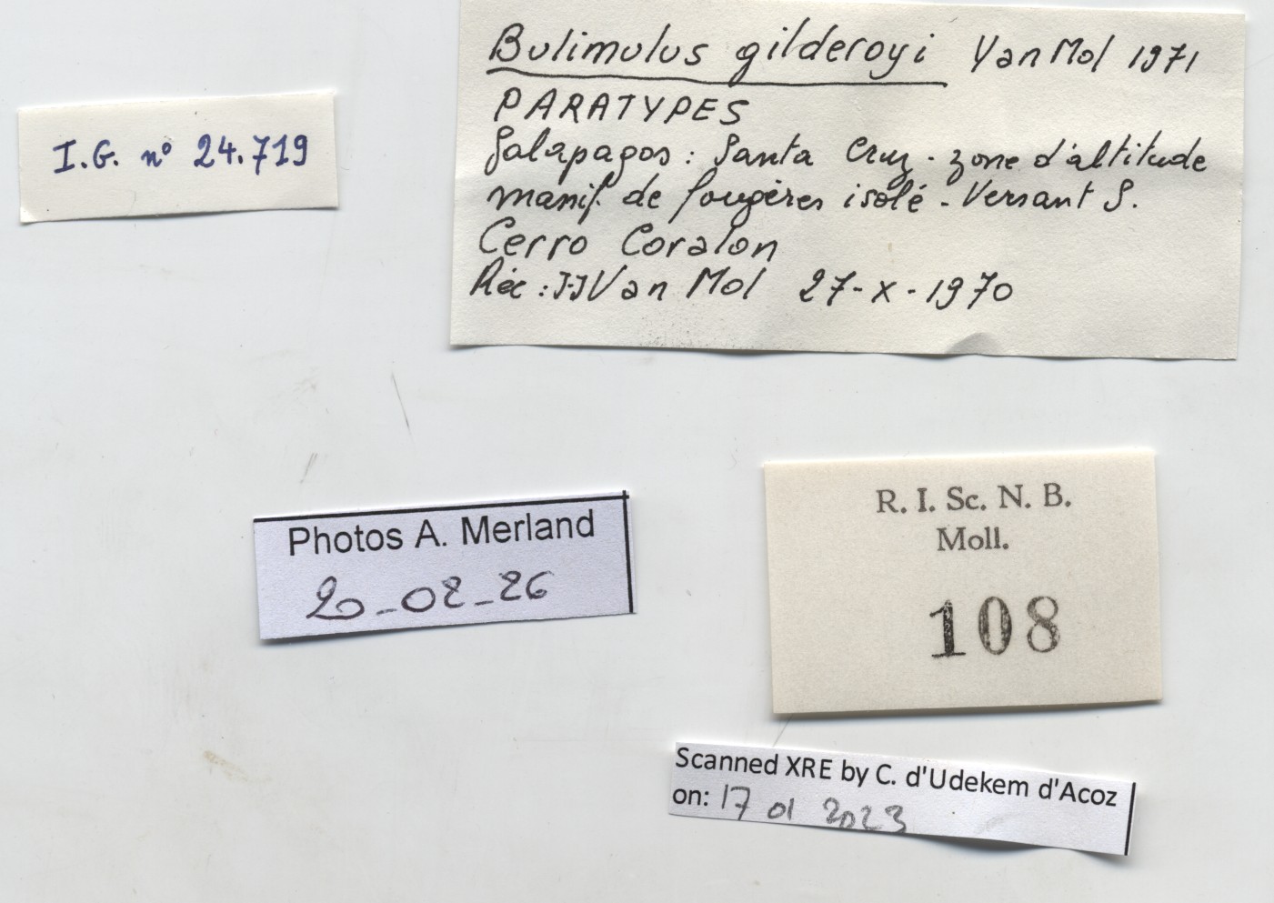BE-RBINS-INV-MT-108-Bulimulus-gilderoyi-pt-label.jpg