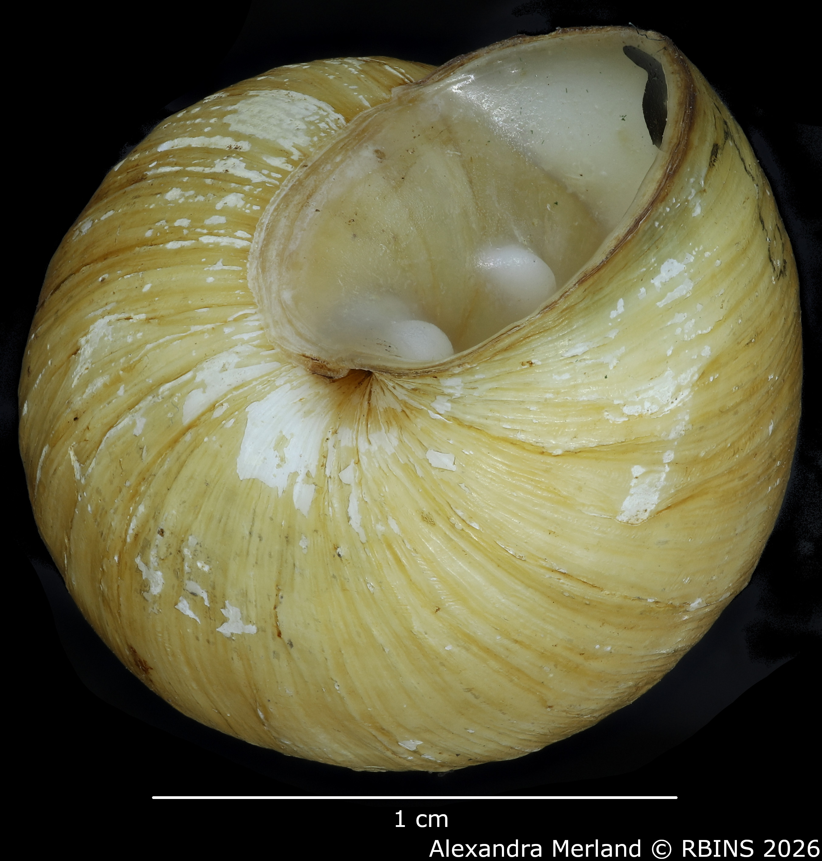 BE-RBINS-INV-MT-107-Bulimulus-gilderoyi-pt-Bottom.jpg