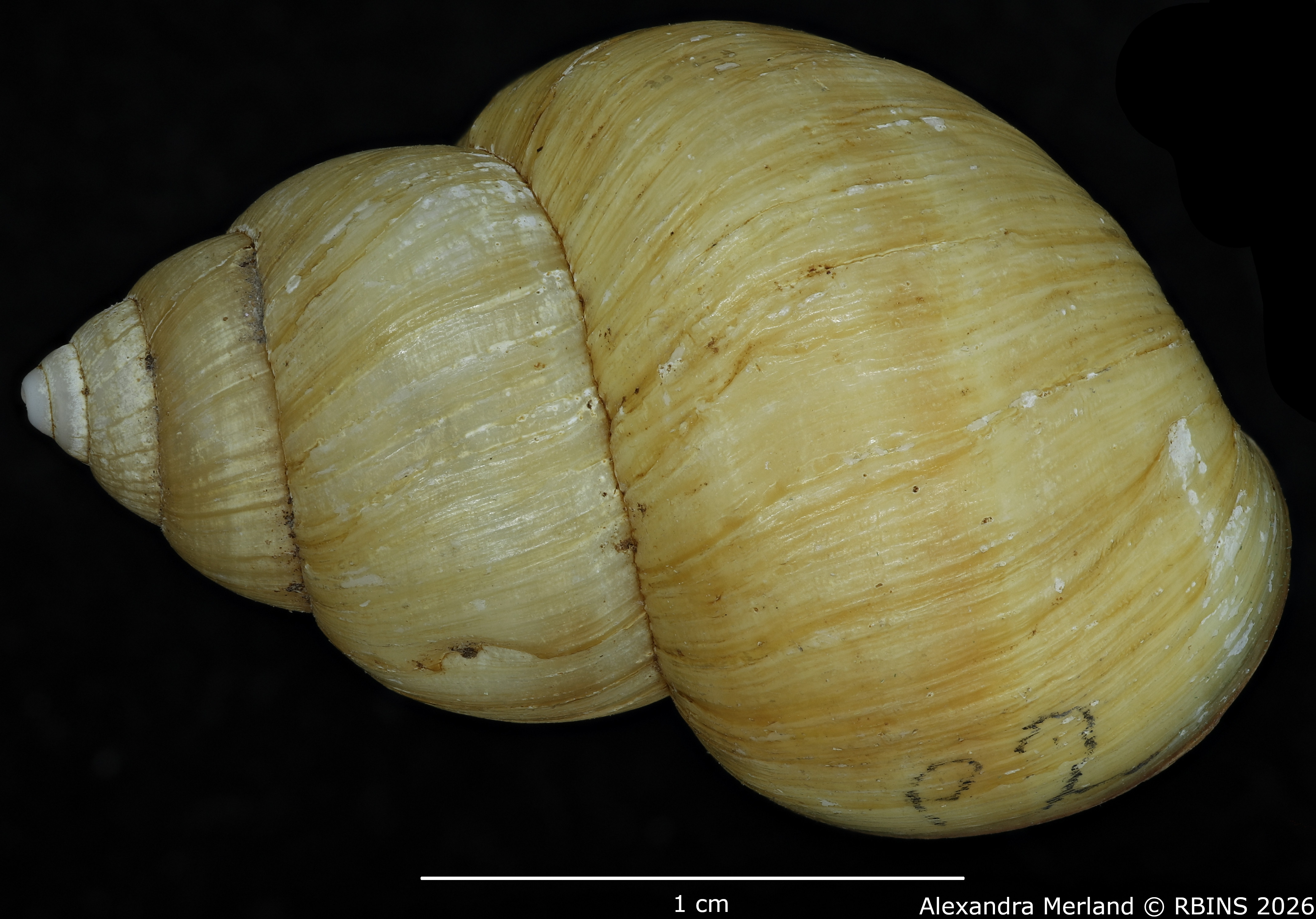 BE-RBINS-INV-MT-107-Bulimulus-gilderoyi-pt-D.jpg
