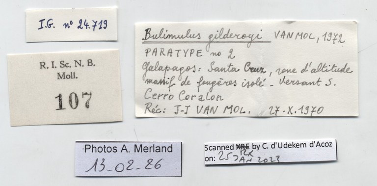 BE-RBINS-INV-MT-107-Bulimulus-gilderoyi-pt-label.jpg