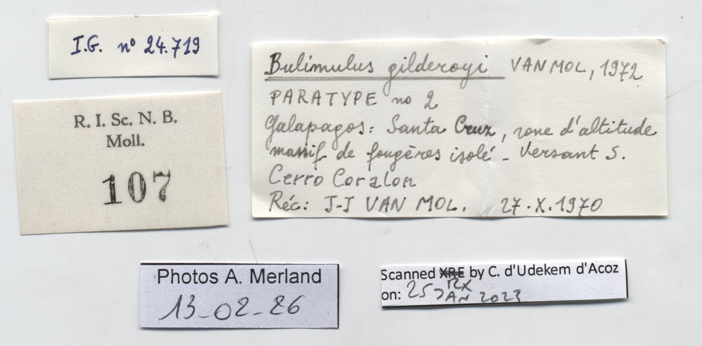 BE-RBINS-INV-MT-107-Bulimulus-gilderoyi-pt-label.jpg