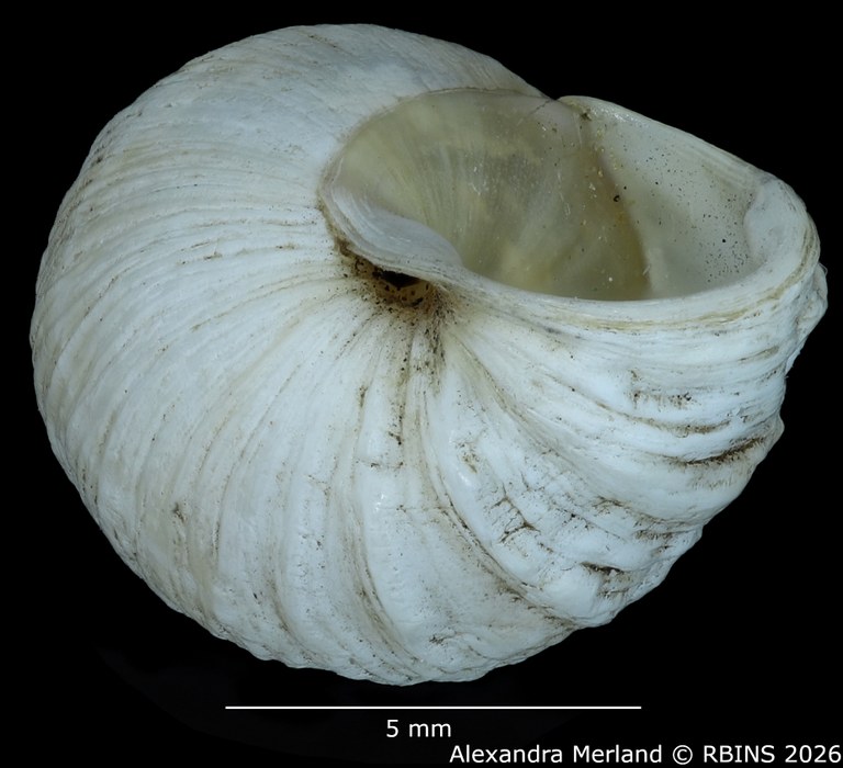 BE-RBINS-INV-MT-1911-Bulimulus-(Naesiotus-albemarlensis-pt-Bottom.jpg