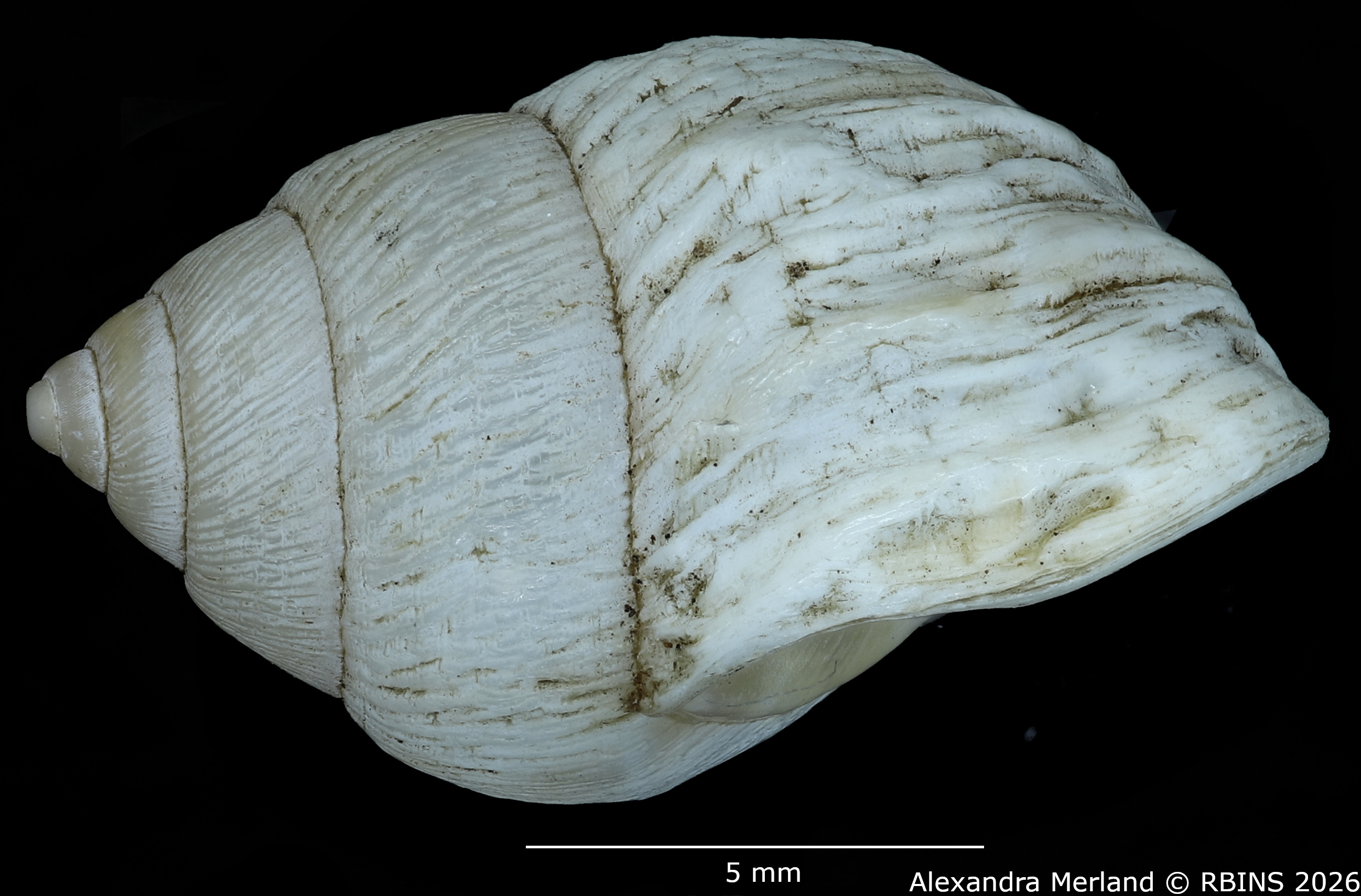 BE-RBINS-INV-MT-1911-Bulimulus-(Naesiotus-albemarlensis-pt-L.jpg