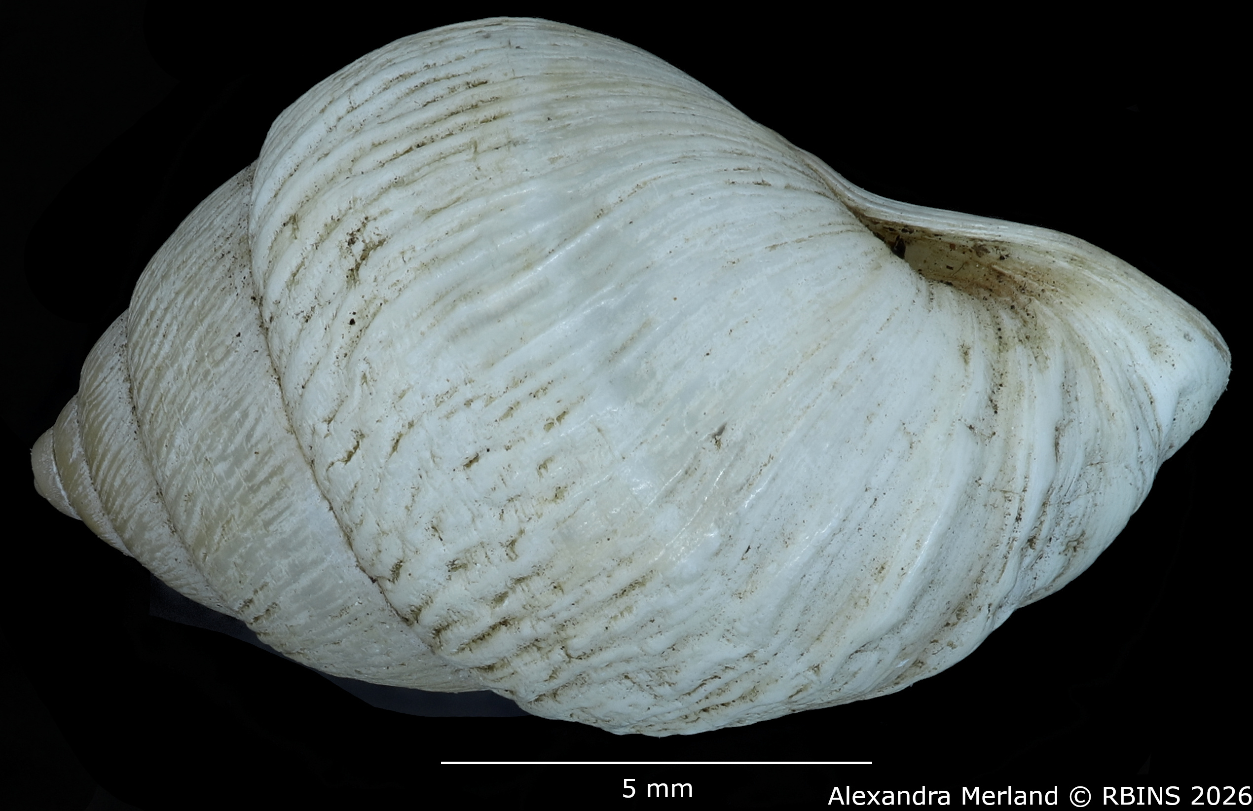 BE-RBINS-INV-MT-1911-Bulimulus-(Naesiotus-albemarlensis-pt-L2.jpg