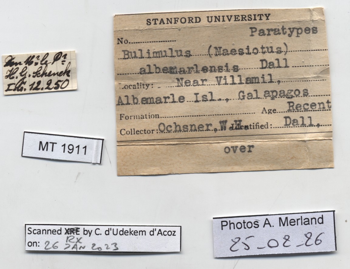BE-RBINS-INV-MT-1911-Bulimulus-(Naesiotus-albemarlensis-pt-label.jpg