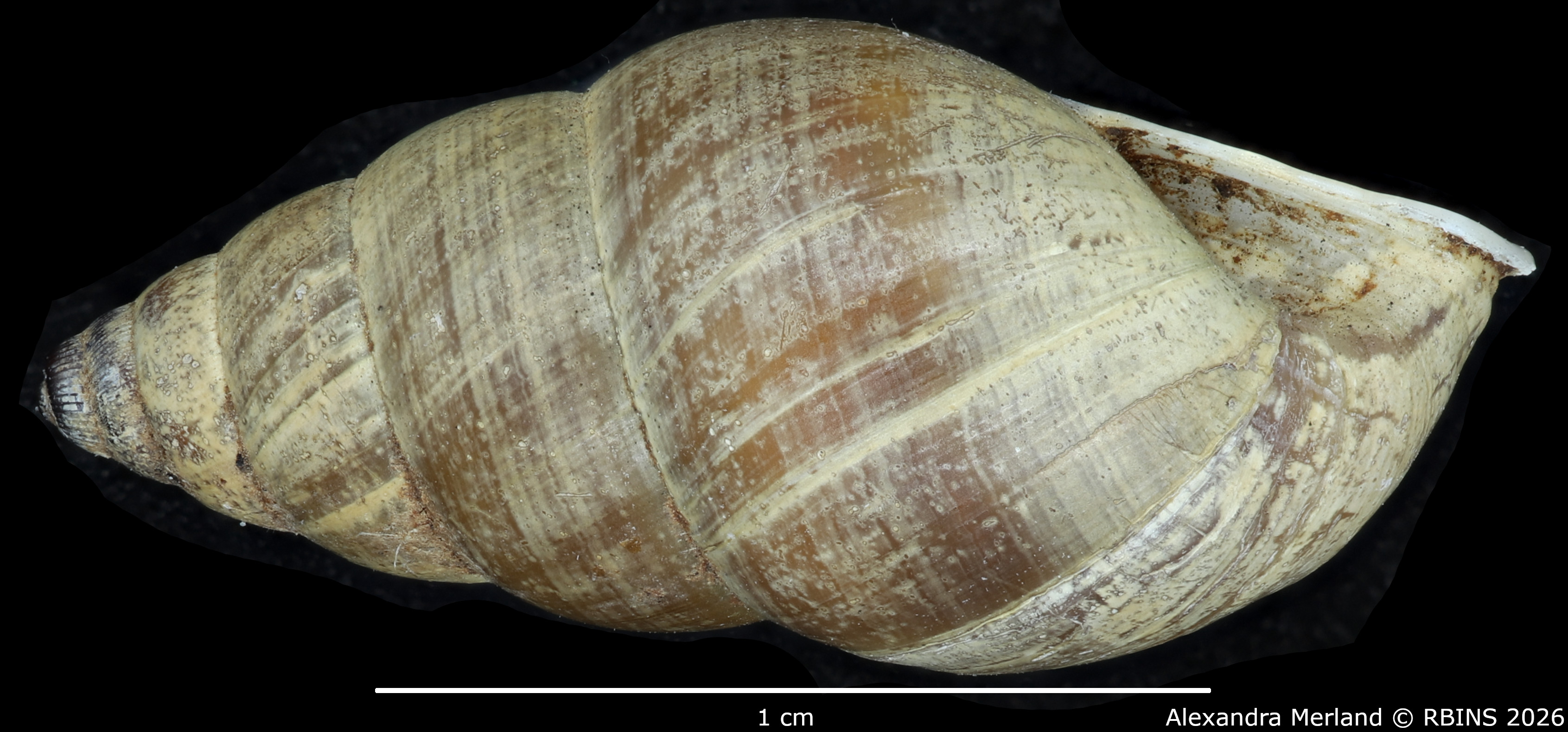 BE-RBINS-INV-MT-1833-Bulimulus-(Naesiotus)-cucullinus-pt-L2.jpg