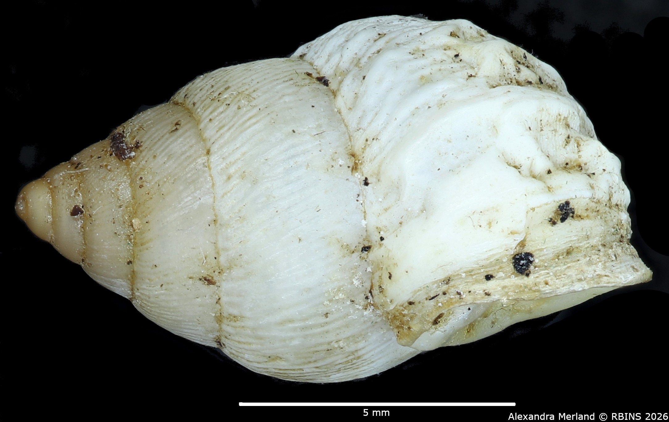 BE-RBINS-INV-MT-1834-Bulimulus-(Naesiotus)-lycodus-pt-L.jpg