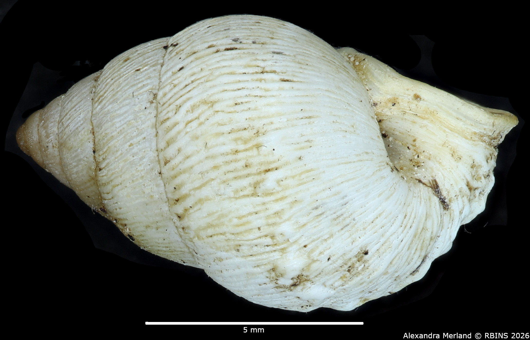 BE-RBINS-INV-MT-1834-Bulimulus-(Naesiotus)-lycodus-pt-L2.jpg