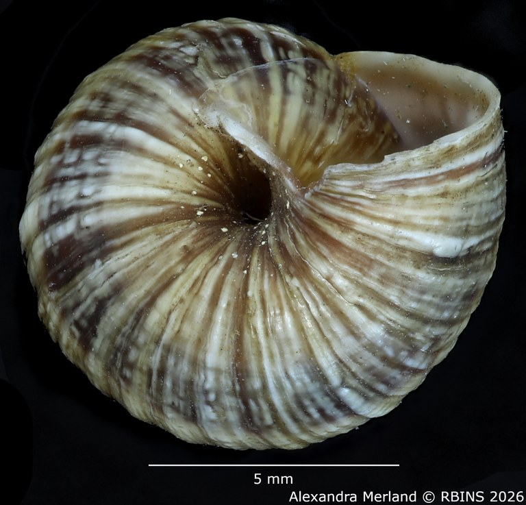 BE-RBINS-INV-MT-1912-Bulimulus-(Naesiotus)-nux-monotaenius-pt-Bottom.jpg
