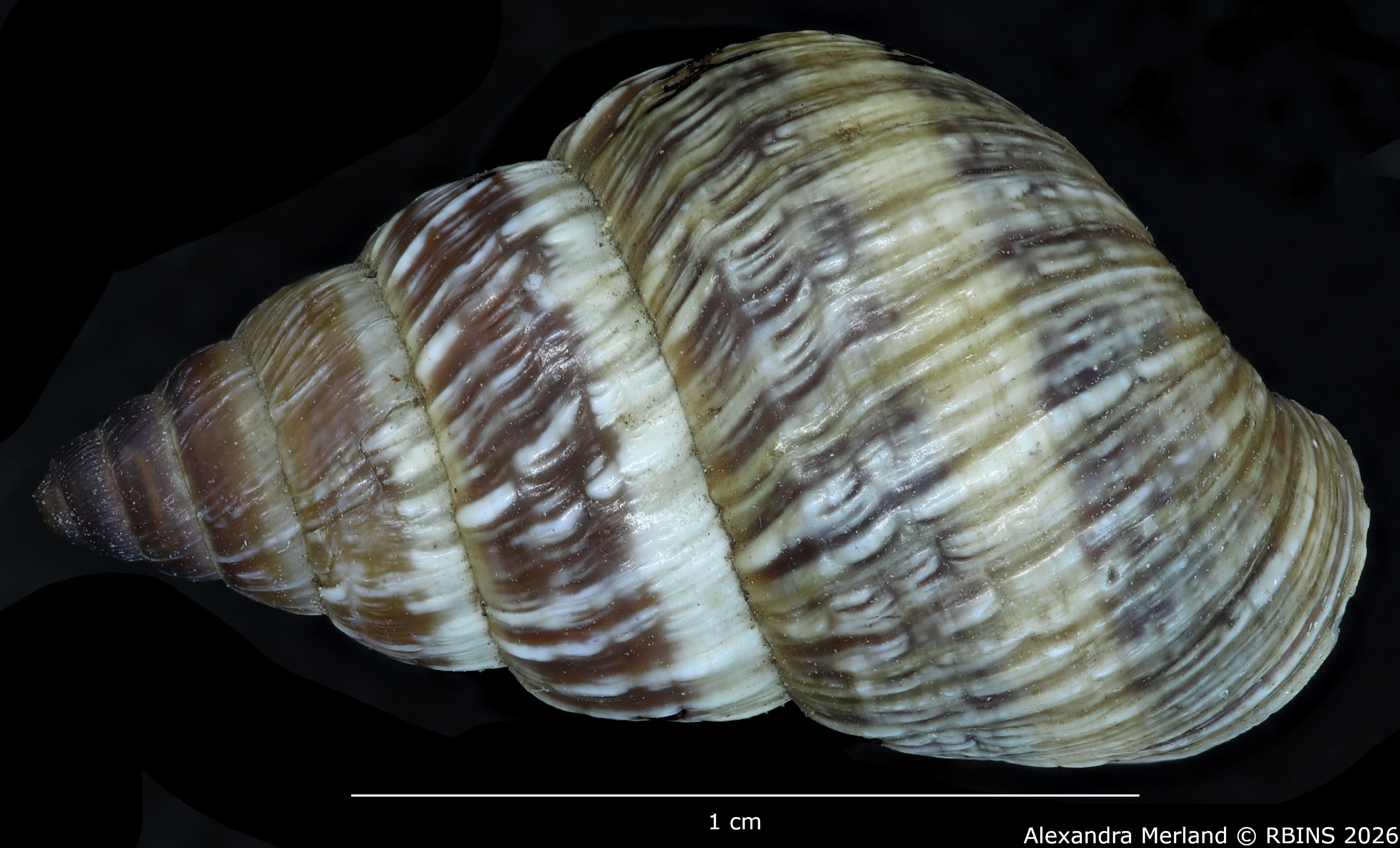 BE-RBINS-INV-MT-1912-Bulimulus-(Naesiotus)-nux-monotaenius-pt-D.jpg