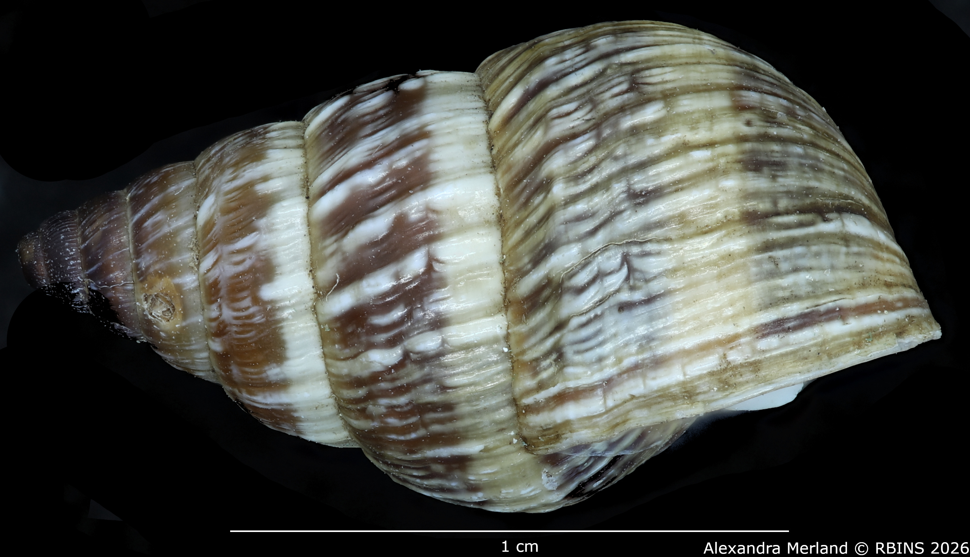 BE-RBINS-INV-MT-1912-Bulimulus-(Naesiotus)-nux-monotaenius-pt-L.jpg