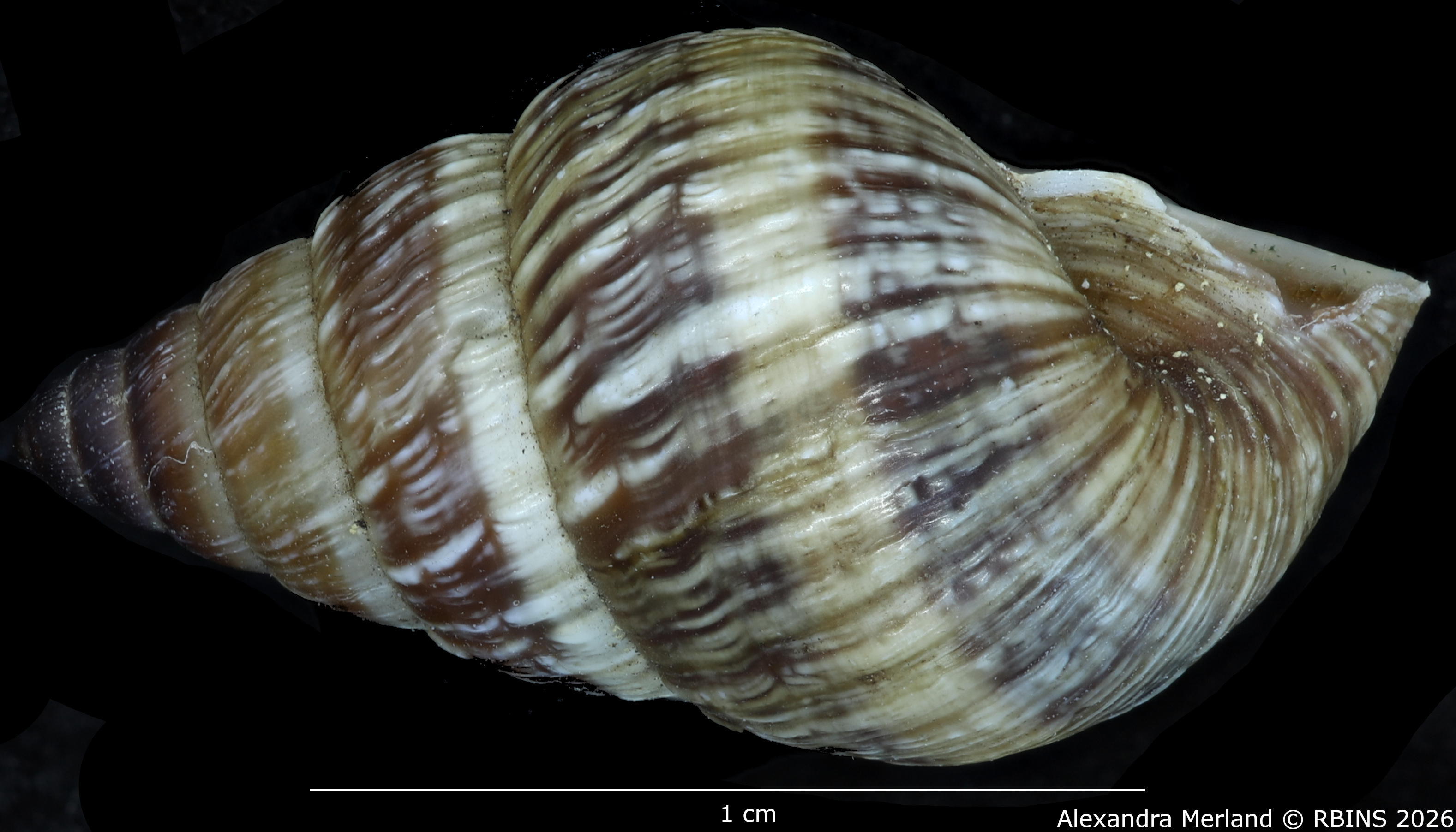 BE-RBINS-INV-MT-1912-Bulimulus-(Naesiotus)-nux-monotaenius-pt-L2.jpg