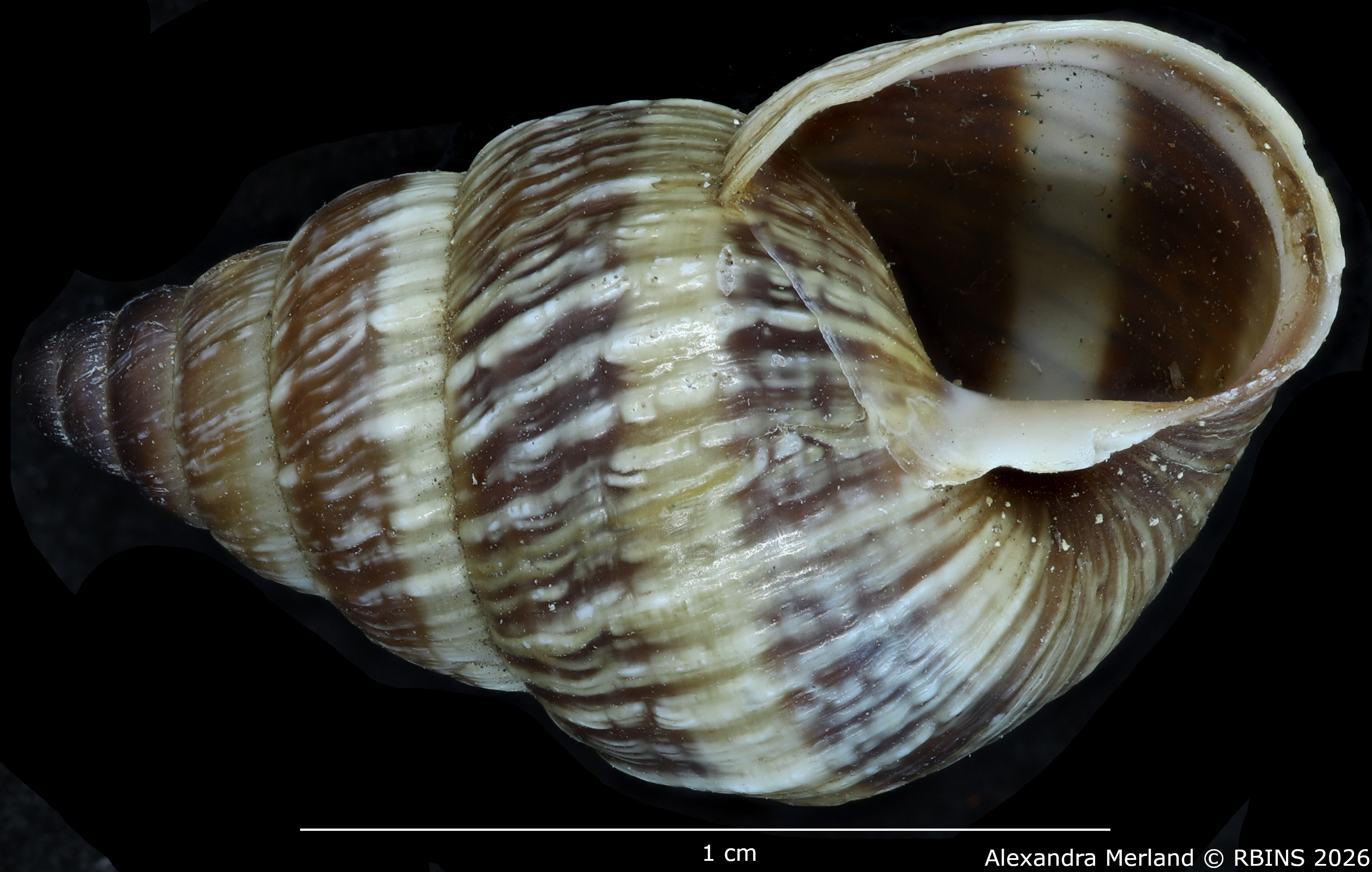 BE-RBINS-INV-MT-1912-Bulimulus-(Naesiotus)-nux-monotaenius-pt-V.jpg
