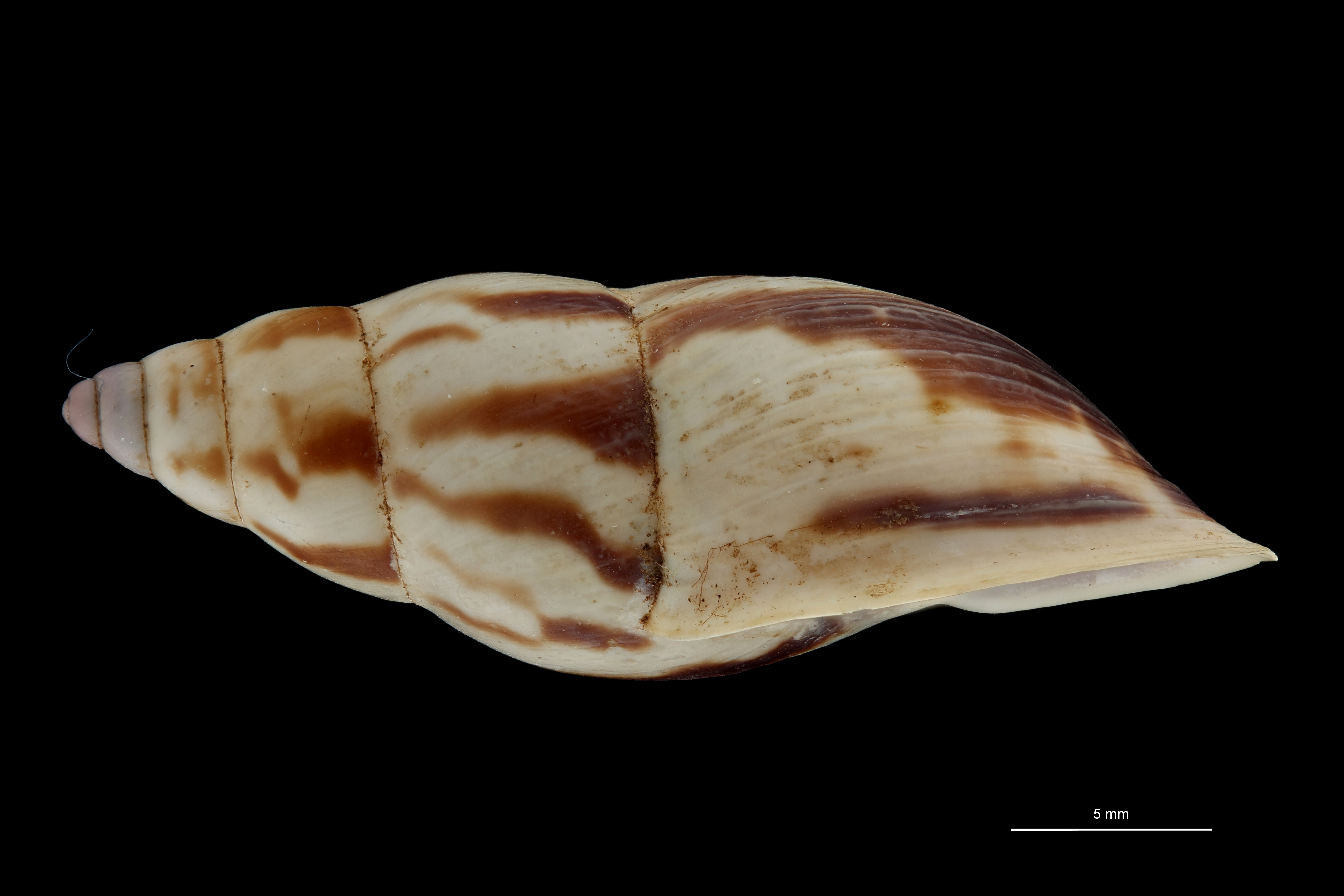BE-RBINS-INV TYPE MT 693 Bulimulus palmeri LATERAL ZS PMax Scaled.jpg