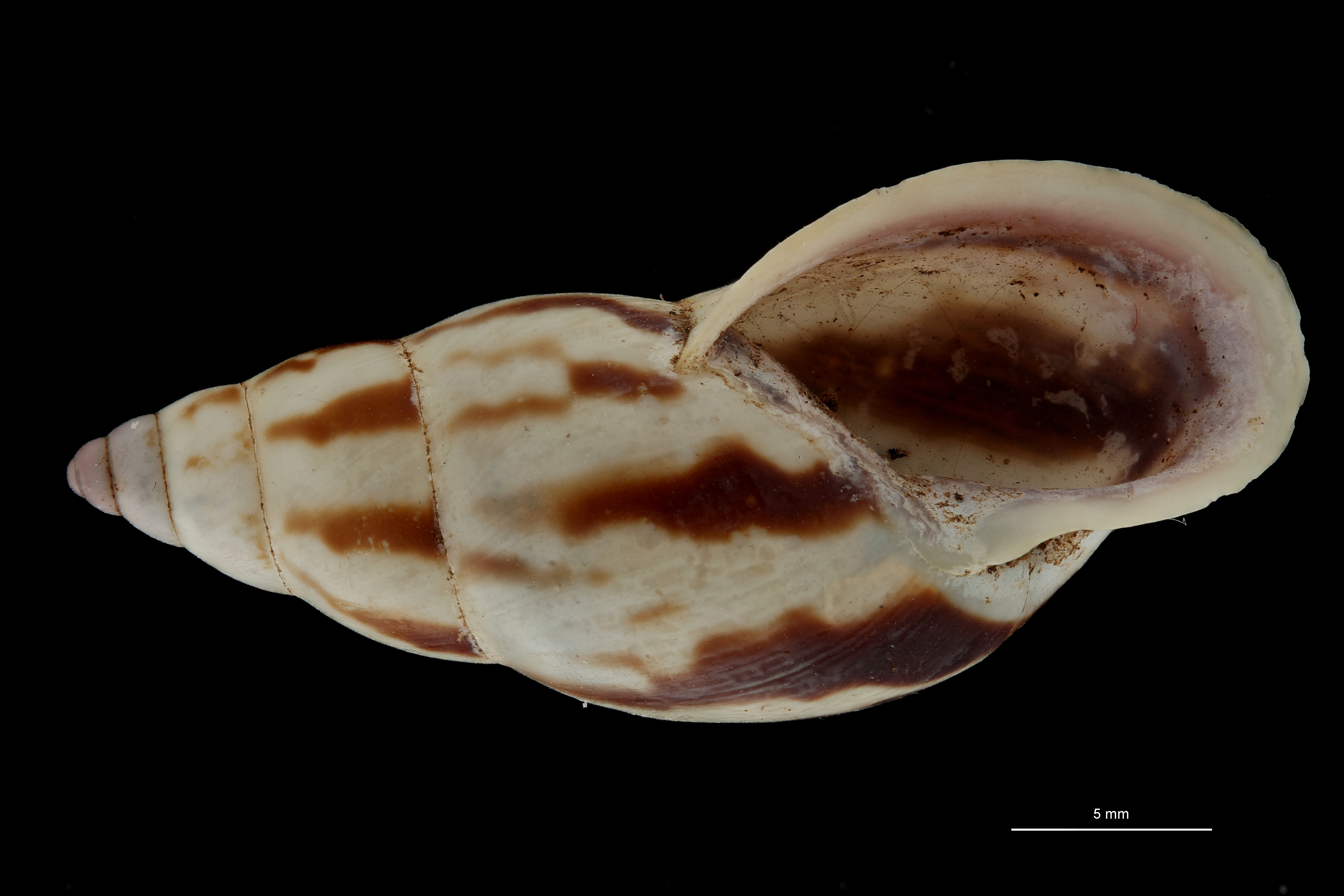 BE-RBINS-INV TYPE MT 693 Bulimulus palmeri VENTRAL ZS PMax Scaled.jpg