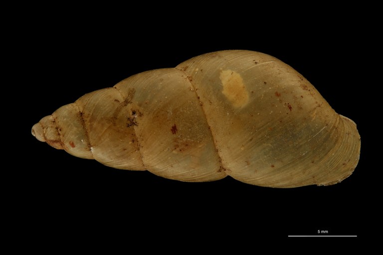 BE-RBINS-INV TYPE MT 699 Bulimulus tapoensis DORSAL ZS PMax Scaled.jpg