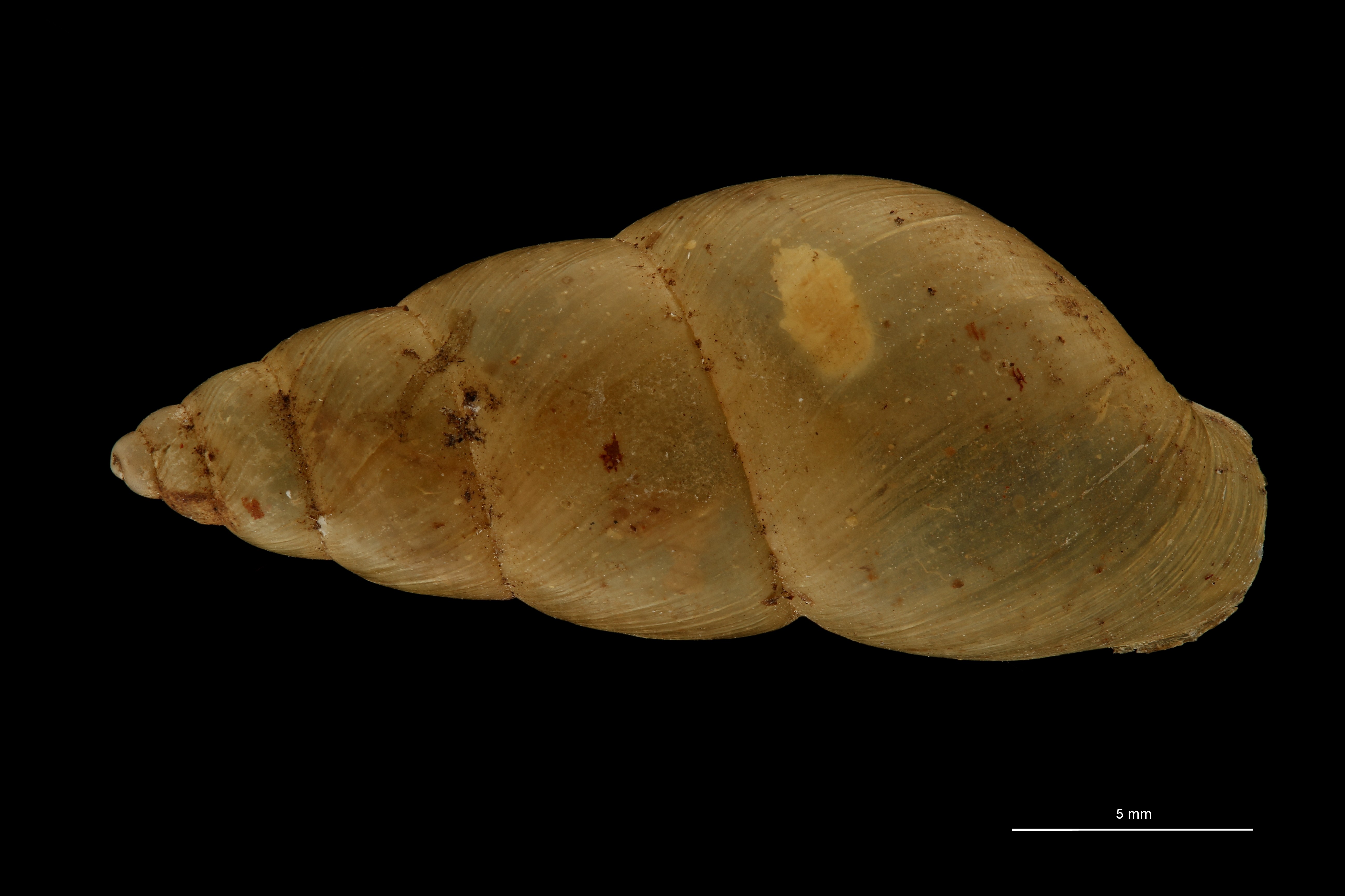 BE-RBINS-INV TYPE MT 699 Bulimulus tapoensis DORSAL ZS PMax Scaled.jpg