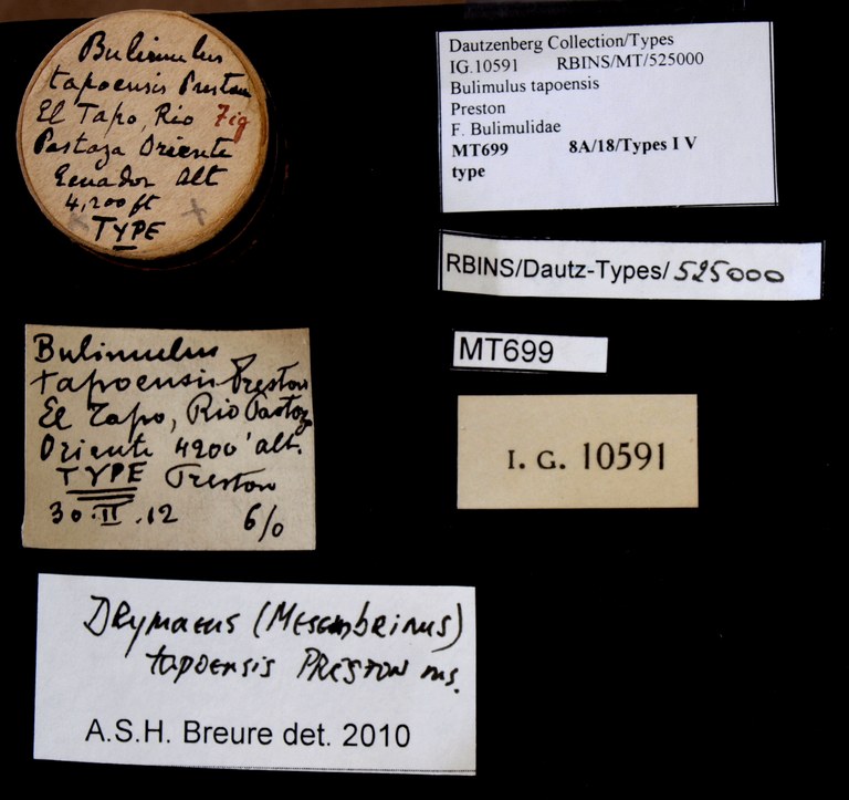 BE-RBINS-INV TYPE MT 699 Bulimulus tapoensis LABELS.jpg