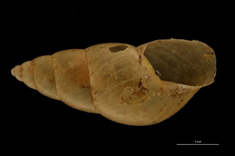 BE-RBINS-INV TYPE MT 699 Bulimulus tapoensis ventral ZS PMax Scaled.jpg