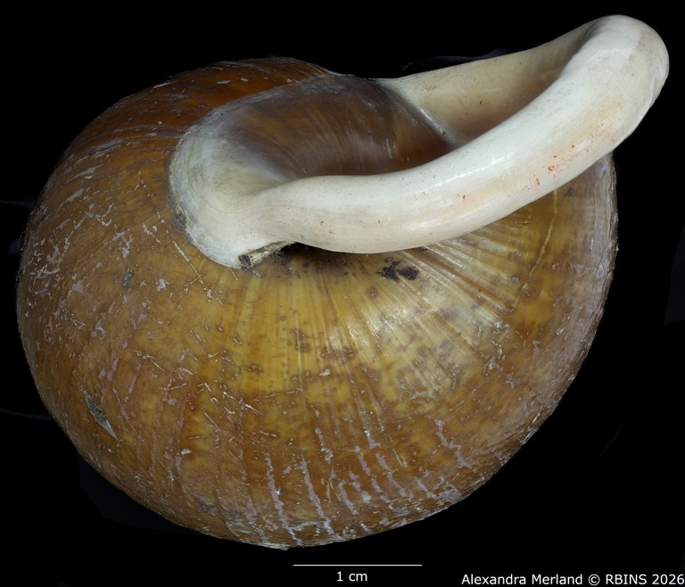 BE-RBINS-INV-MT-2352-Bulimus-funckii-pt-Bottom.jpg