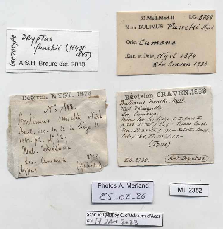 BE-RBINS-INV-MT-2352-Bulimus-funckii-pt-label.jpg