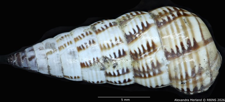 BE-RBINS-INV-MT-1486-Bulimus-lineatus-type-D.jpg