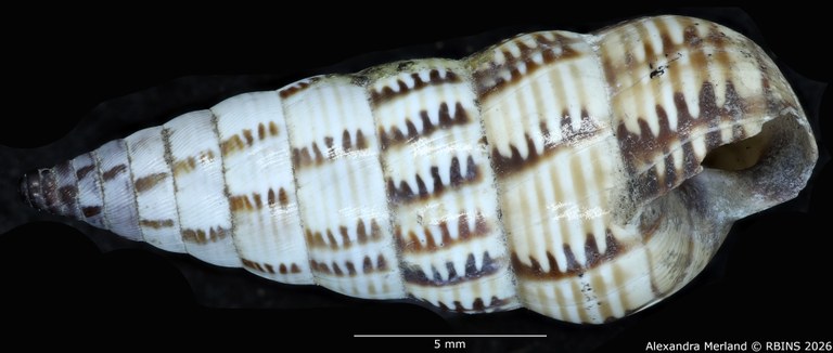 BE-RBINS-INV-MT-1486-Bulimus-lineatus-type-L.jpg