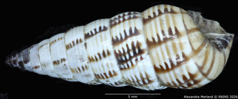 BE-RBINS-INV-MT-1486-Bulimus-lineatus-type-L2.jpg