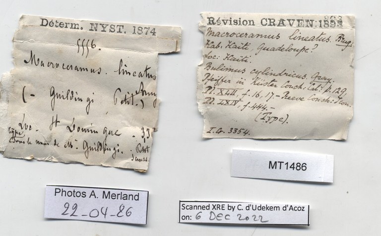 BE-RBINS-INV-MT-1486-Bulimus-lineatus-type-label.jpg