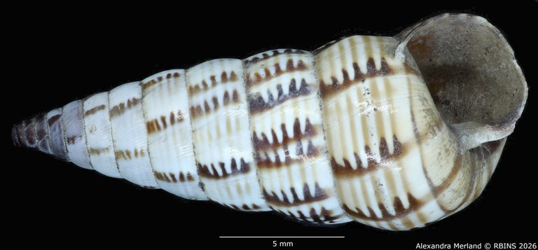 BE-RBINS-INV-MT-1486-Bulimus-lineatus-type-V.jpg