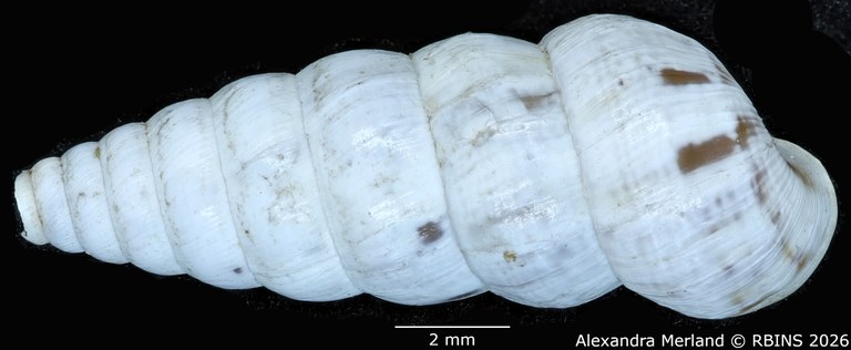 BE-RBINS-INV-MT-1487-Bulimus-ludovici-type-D.jpg
