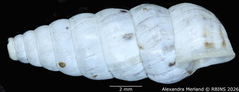 BE-RBINS-INV-MT-1487-Bulimus-ludovici-type-L.jpg