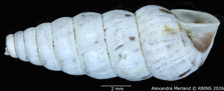 BE-RBINS-INV-MT-1487-Bulimus-ludovici-type-L2.jpg