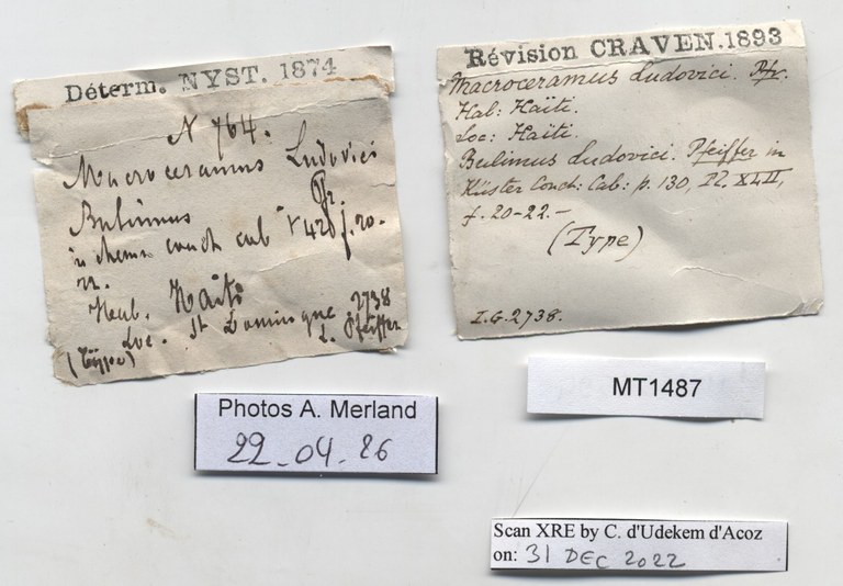BE-RBINS-INV-MT-1487-Bulimus-ludovici-type-label.jpg
