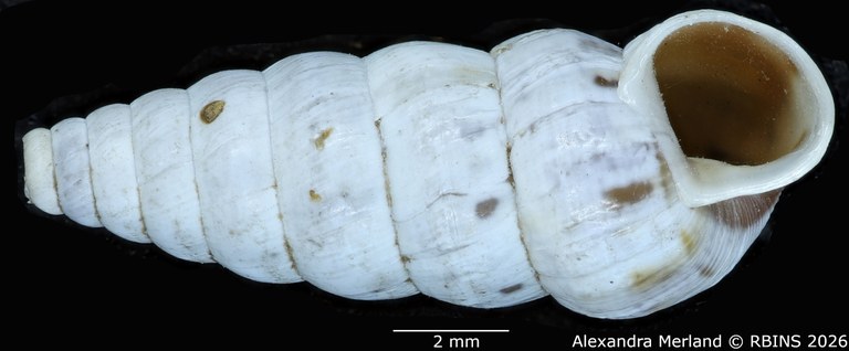 BE-RBINS-INV-MT-1487-Bulimus-ludovici-type-V.jpg