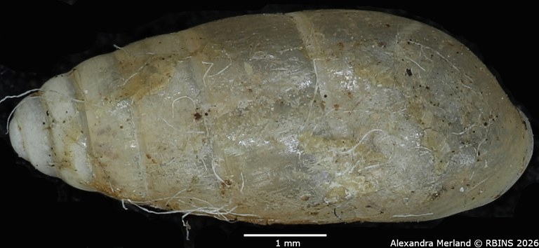 BE-RBINS-INV-MT-1565-Bulimus-pupaeformis-type-D.jpg