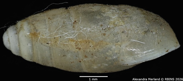 BE-RBINS-INV-MT-1565-Bulimus-pupaeformis-type-L.jpg