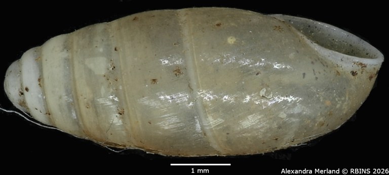 BE-RBINS-INV-MT-1565-Bulimus-pupaeformis-type-L2.jpg