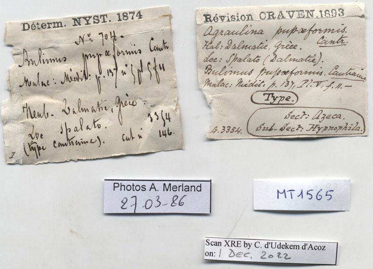 BE-RBINS-INV-MT-1565-Bulimus-pupaeformis-type-label.jpg