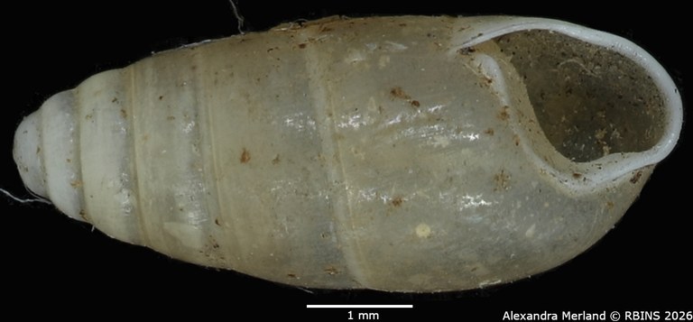 BE-RBINS-INV-MT-1565-Bulimus-pupaeformis-type-V.jpg