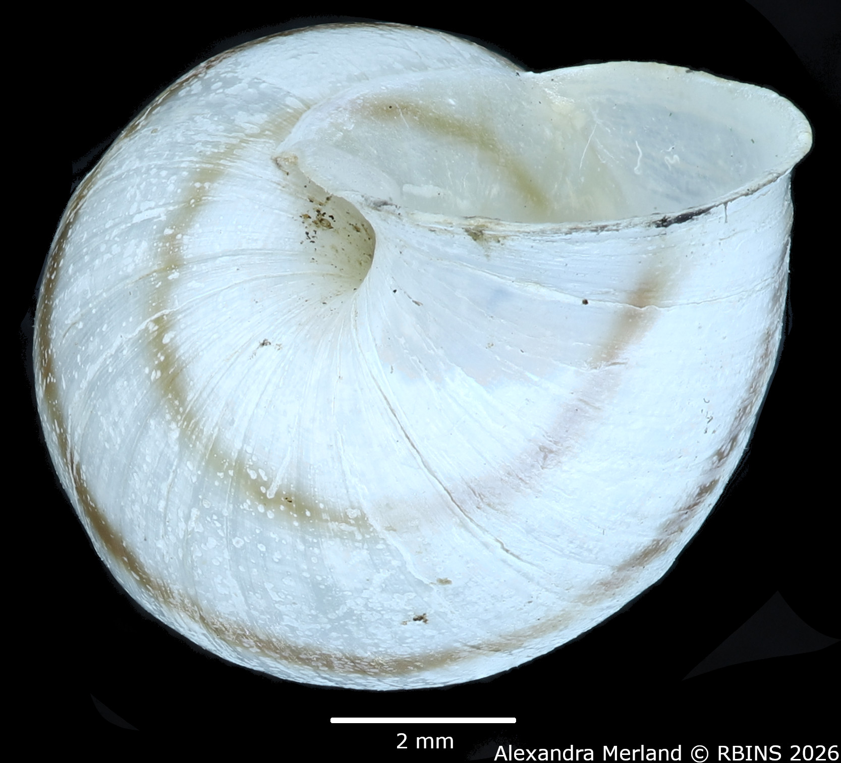 BE-RBINS-INV-MT-3655-Drymaeus-(Drymaeus)-verecundus-pt-Bottom.jpg
