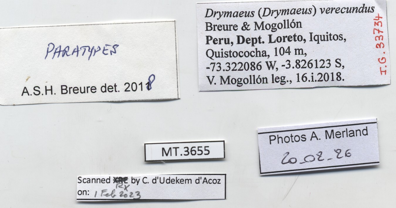 BE-RBINS-INV-MT-3655-Drymaeus-(Drymaeus)-verecundus-pt-label.jpg