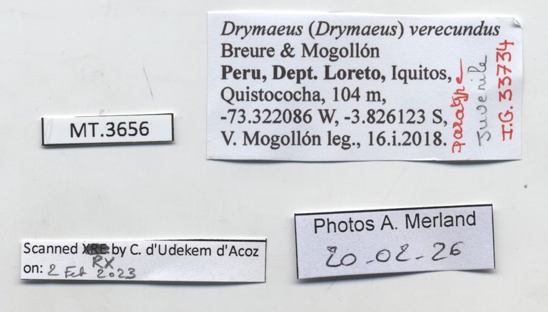 BE-RBINS-INV-MT-3656-Drymaeus-(Drymaeus)-verecundus-pt-label.jpg