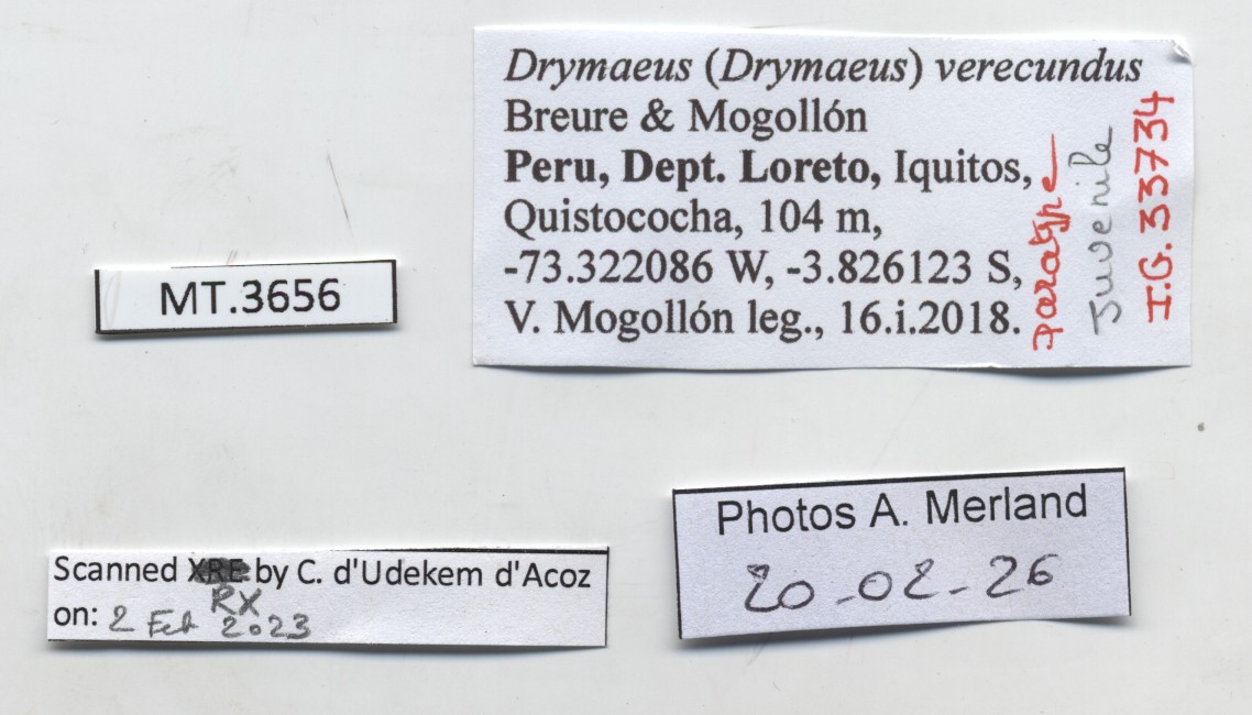 BE-RBINS-INV-MT-3656-Drymaeus-(Drymaeus)-verecundus-pt-label.jpg