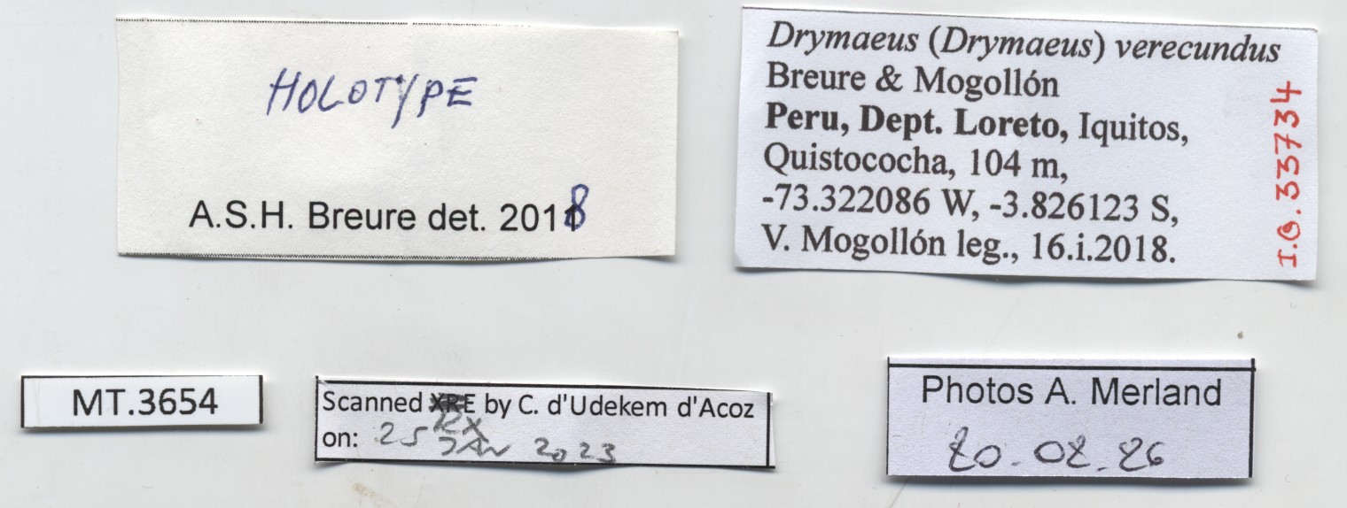 BE-RBINS-INV-MT-3654-Drymaeus-(Drymaeus)-verecundus-ht-label.jpg